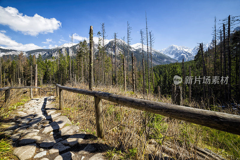 在波兰塔特拉山脉，在飓风中，小路周围的树木被折断