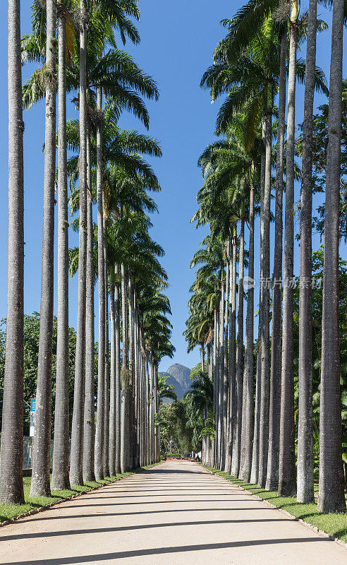 巴西里约热内卢的植物园，有棕榈树小巷