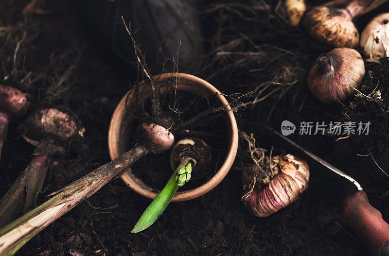 鳞茎植物种植在花园和园艺设备