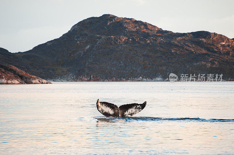 座头鲸在格陵兰潜水时露出尾巴