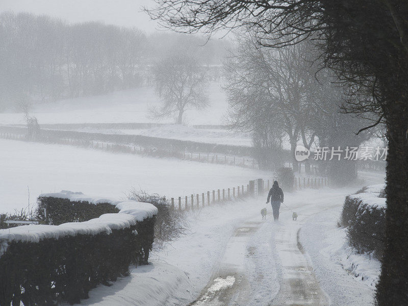 在乡村地区的暴风雪中遛狗