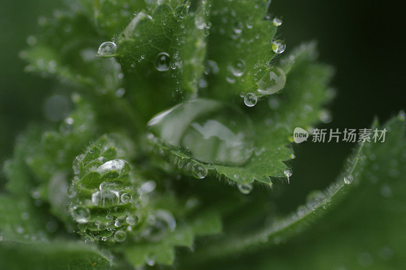 雨后女士的披风