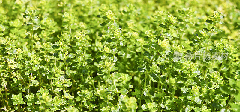 百里香的特写-香草花园