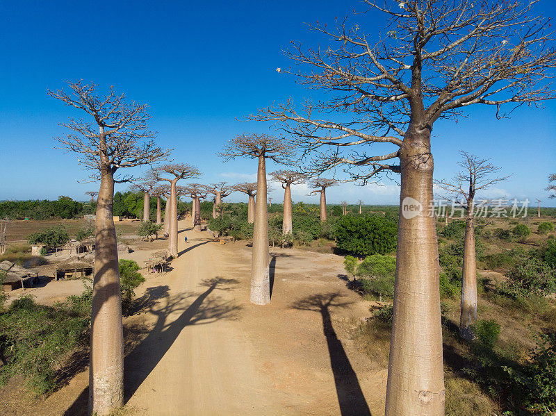 猴面包树马达加斯加