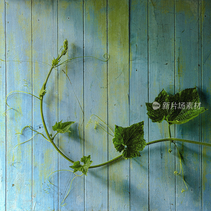 西葫芦藤在一个古老的风化的蓝色和绿色木镶板背景。