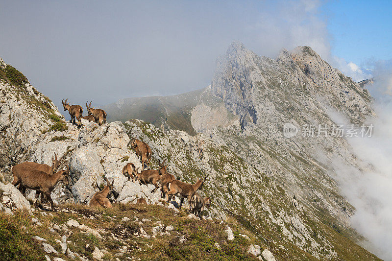 阿尔卑斯山上的野山羊