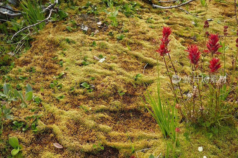 高山野花和苔藓