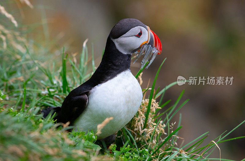 大西洋海雀