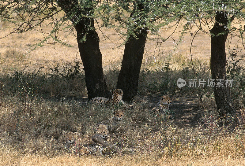 坦桑尼亚塞伦盖蒂国家公园五只野生猎豹幼崽妈妈刺刺槐树