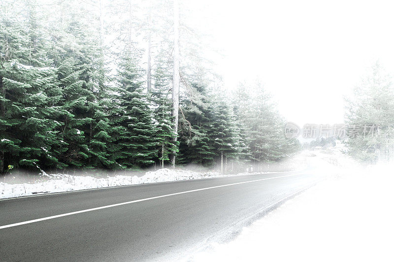 云杉森林雪在冬季景观