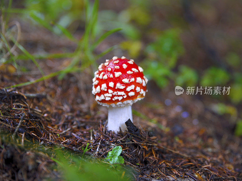 生长在森林中的飞木耳蘑菇。