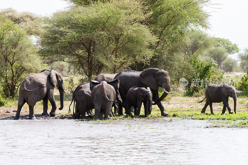 坦桑尼亚Tarangire国家公园的非洲象属Loxodonta