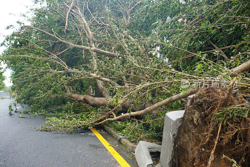 台风余波-倒下的树木