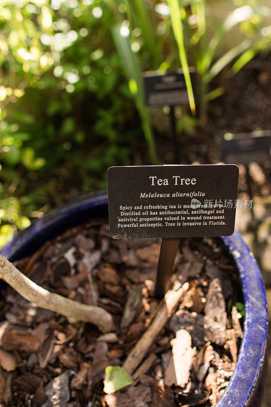 茶树植物