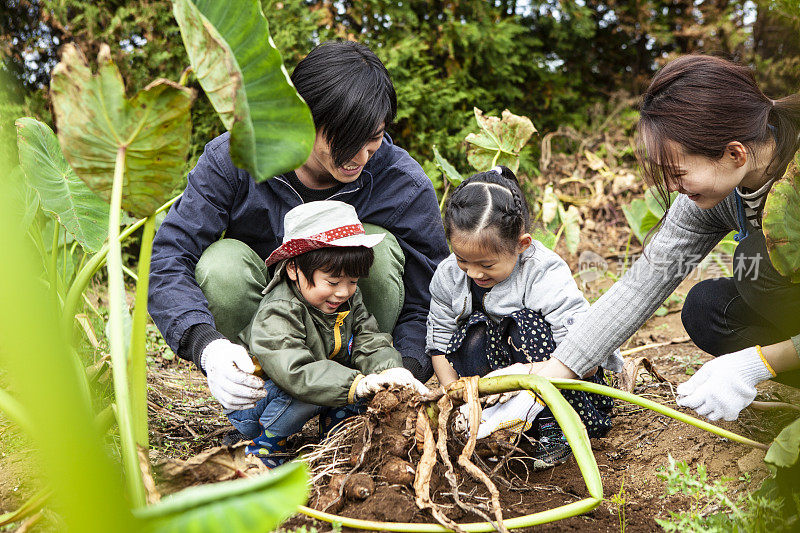 孩子们在和父母一起挖菜