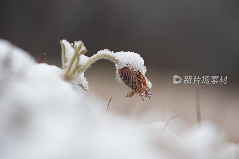 积雪覆盖的达胡里白头翁花VD733