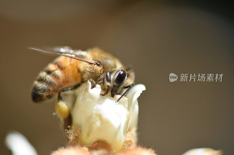 近距离观察一只蜜蜂从一朵花中吸食花蜜