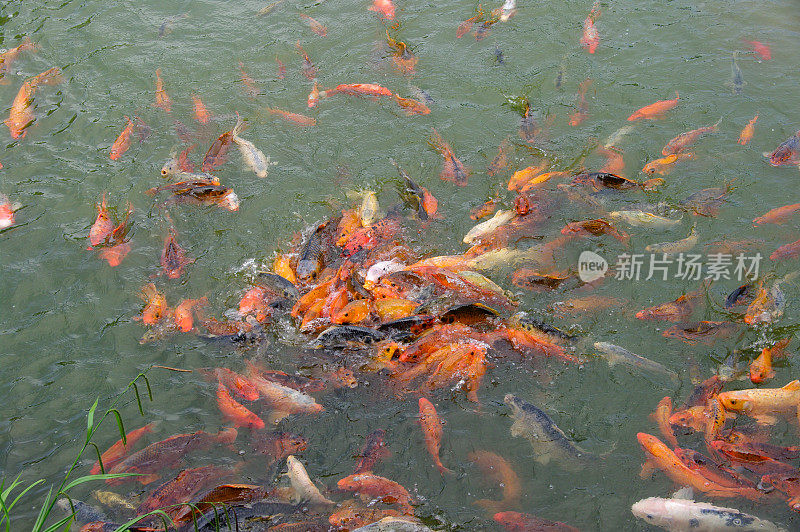 喂食锦鲤鲤鱼