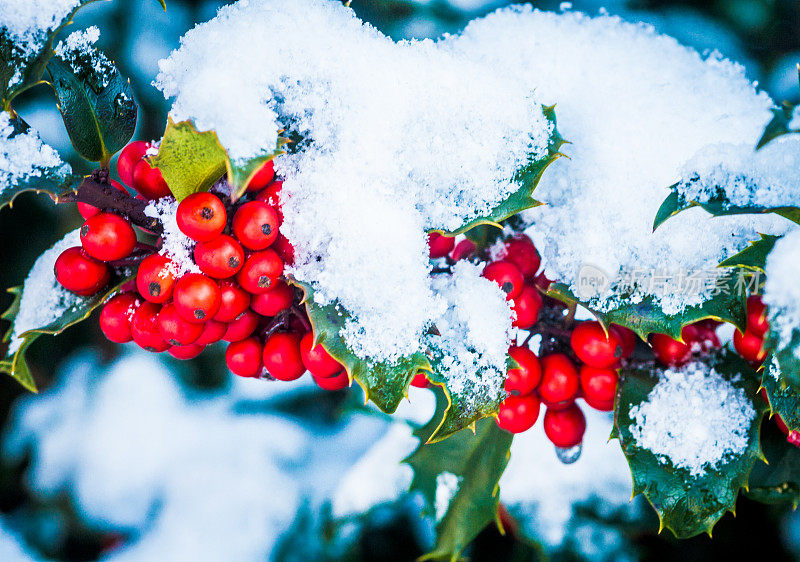 莓丛上的雪