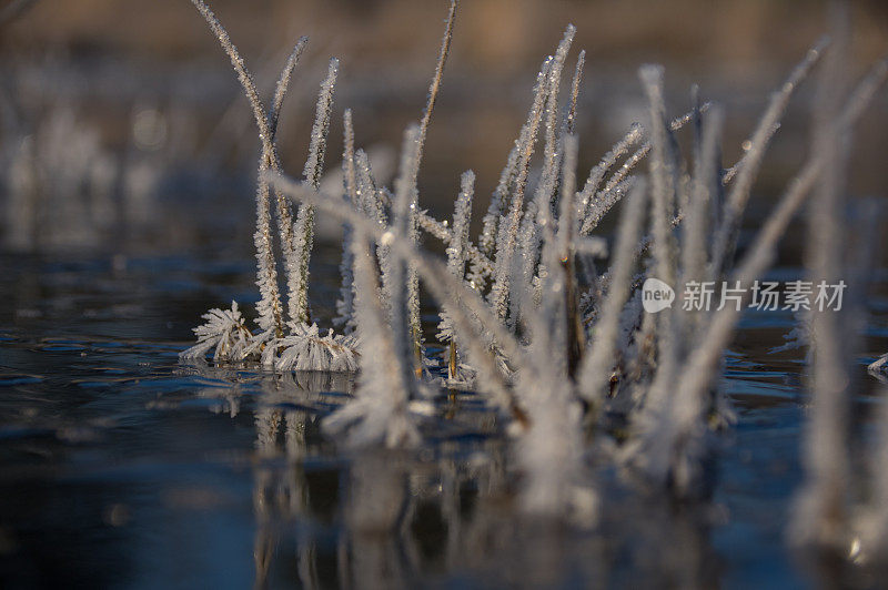 湿地结冰