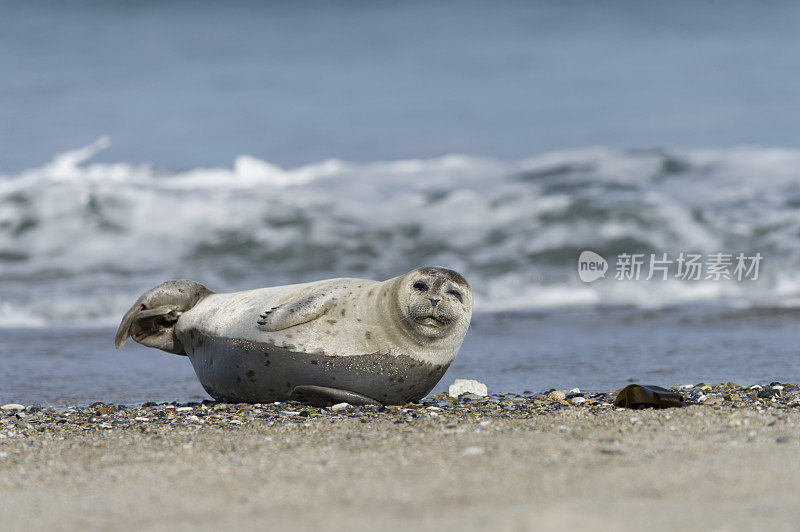 斑海豹