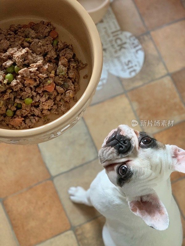 法国斗牛犬小狗看着她美味的午餐，专注于狗。