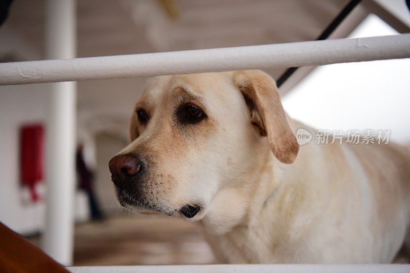 船上甲板上的拉布拉多寻回犬