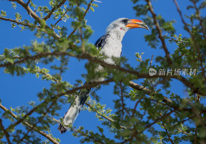 埃塞俄比亚:德肯犀鸟