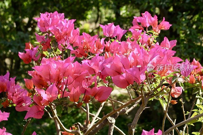 图片热带粉红色九重葛花苞近距离生长在花园公园，夏季攀缘观赏开花九重葛藤与粉红色的花，印度盆栽植物照片