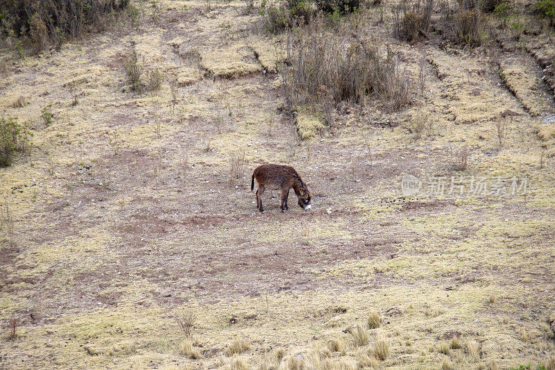 在秘鲁库斯科附近吃草的棕色驴