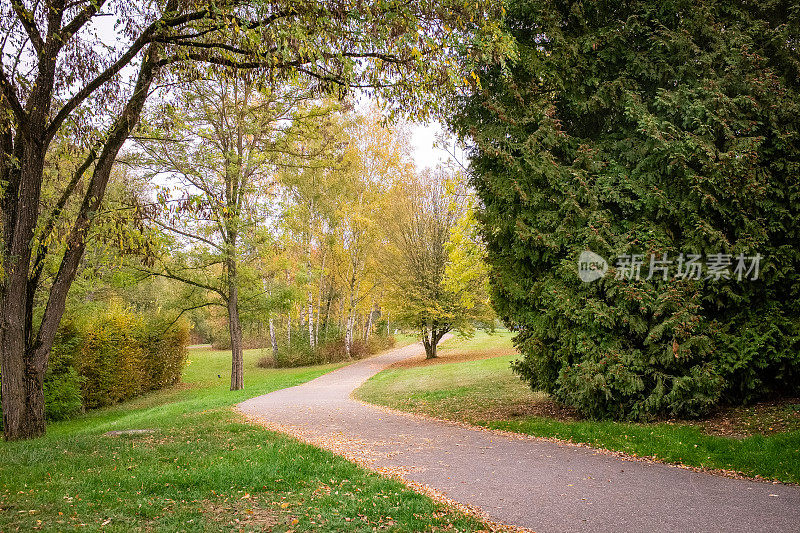 埃克特纳赫公园里美丽的树叶