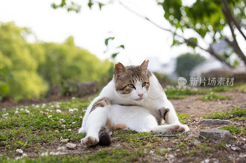 流浪猫在街上休息