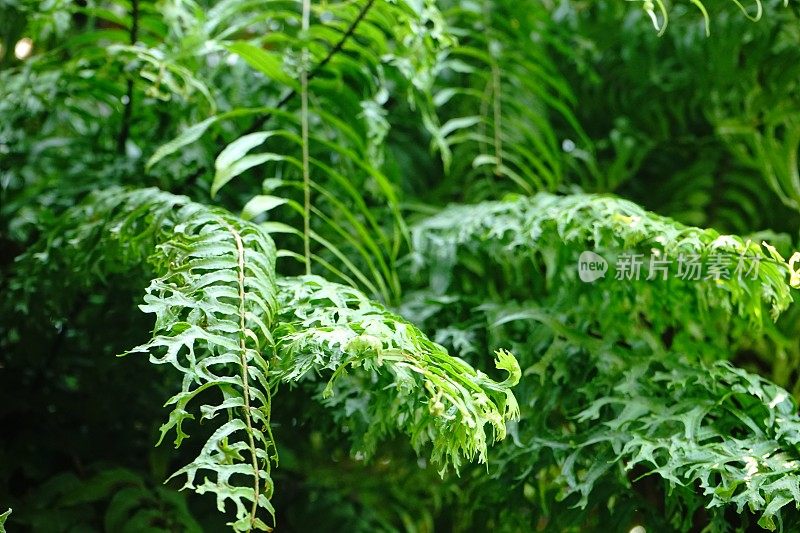 在热带花园中，蕨类的叶子聚集在一起