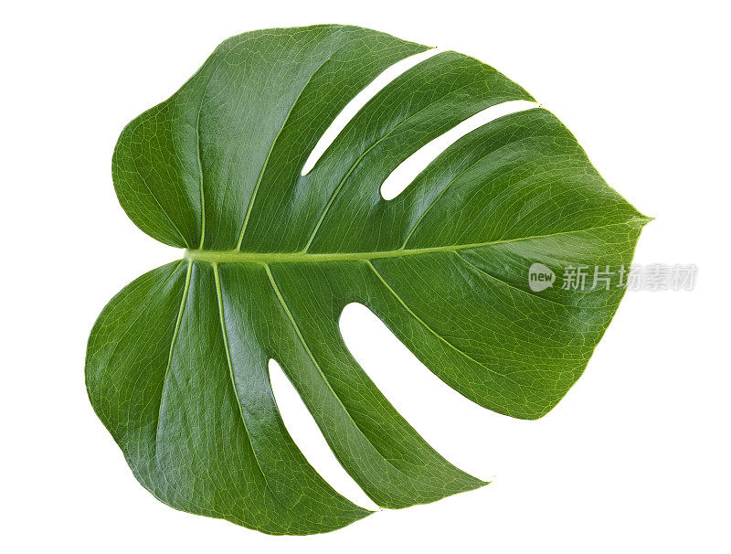 孤立在白色背景上的一种植物的叶子。热带常绿藤蔓。