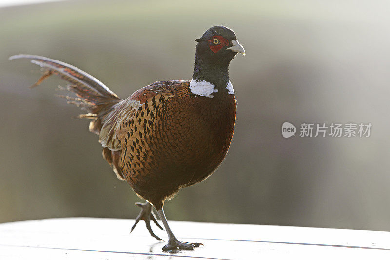 野鸡沿着乡村的木篱笆顶部行走