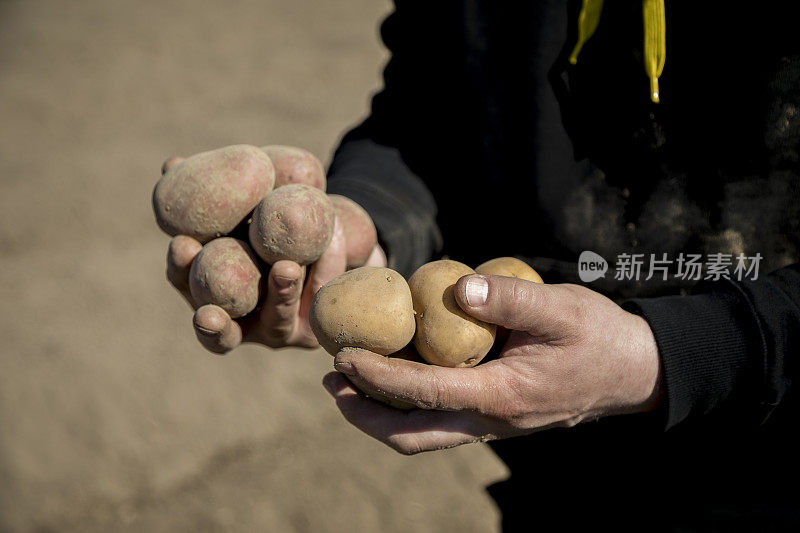 在农夫的手中播种马铃薯