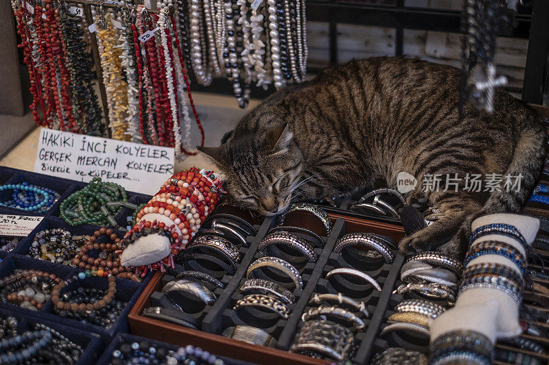 在商店睡觉的猫。Alacati-Izmir