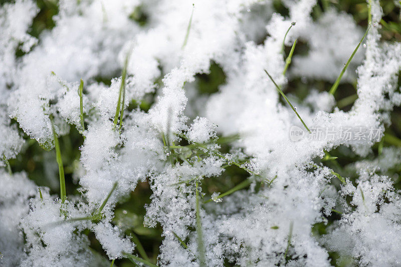 春天，融化的雪落在草坪上