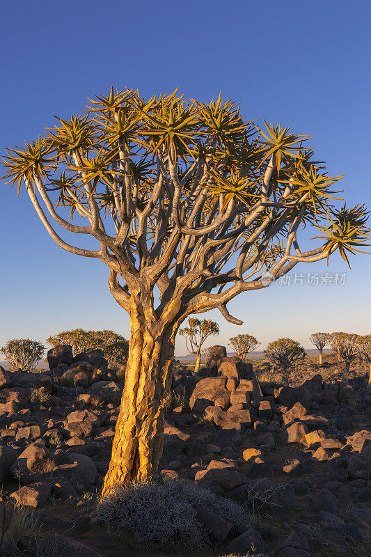 斜倚箭袋树在日落在箭袋树森林，南纳米比亚