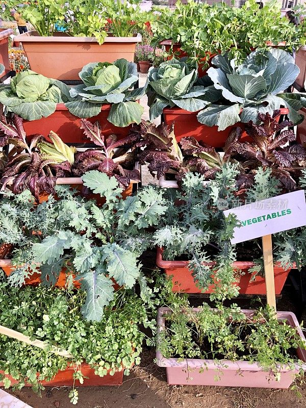 用芹菜、卷心菜、红叶莴苣、羽衣甘蓝和欧芹分层种植，节省空间