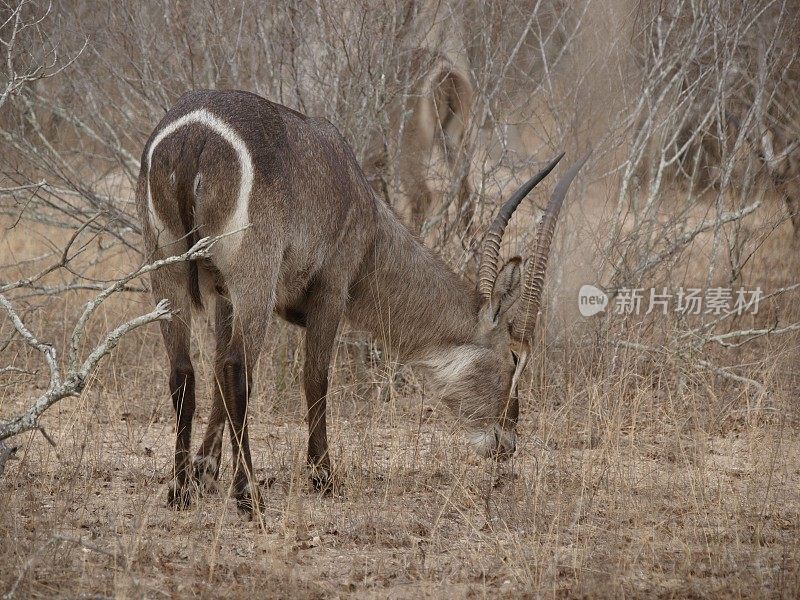 沃巴克，克鲁格国家公园，南非