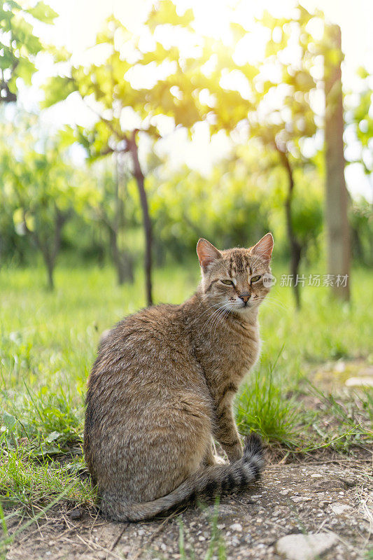 后院有一只虎斑猫