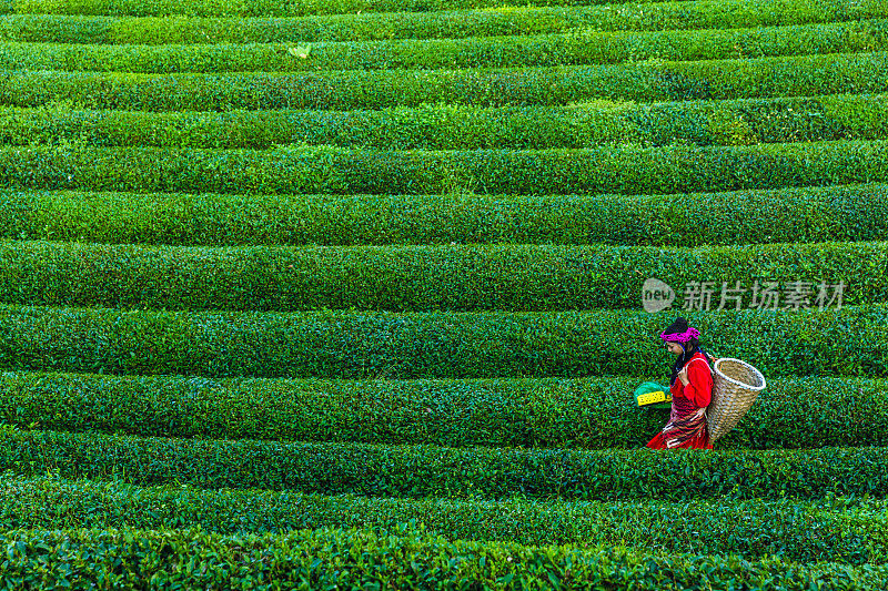 在种植园里采集茶叶的传统妇女