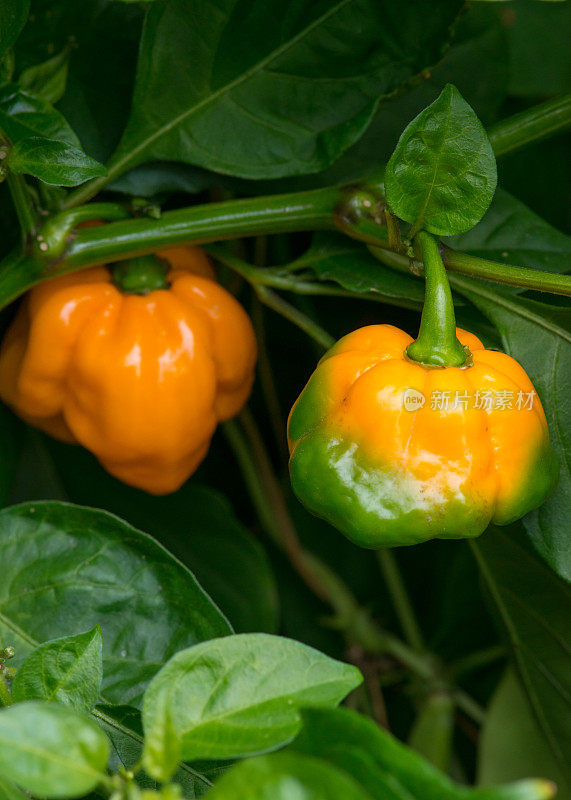 在加拿大安大略省的家庭菜园中种植橙色苏格兰帽辣椒