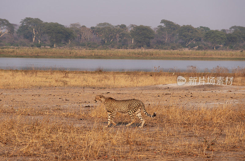 马拉维利翁代国家公园，一只雄性猎豹沿着夏尔河行走