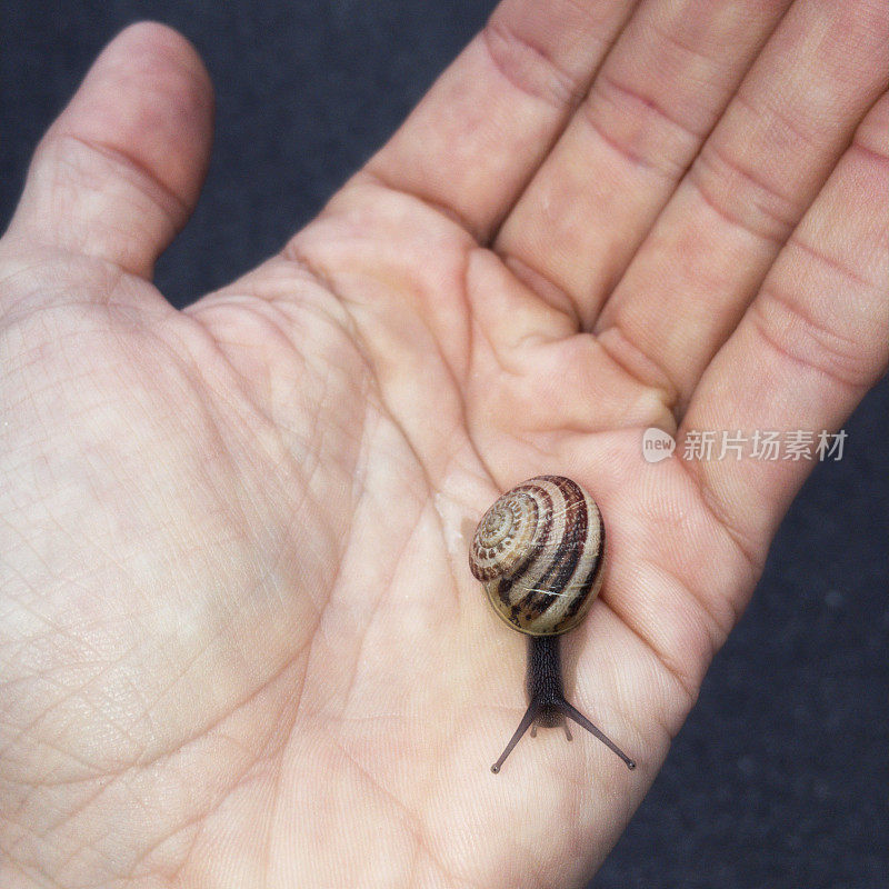 小蜗牛在我手上爬