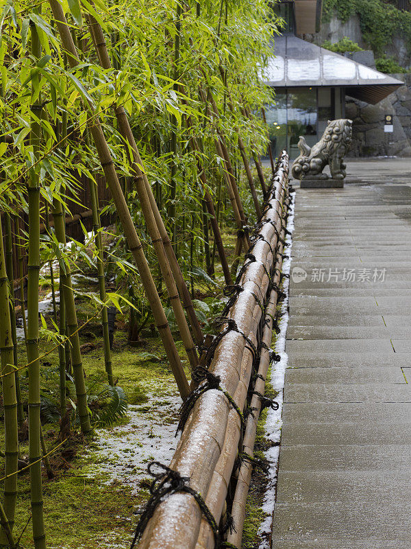 竹边绿色植物苔藓步道波特兰日本花园俄勒冈州