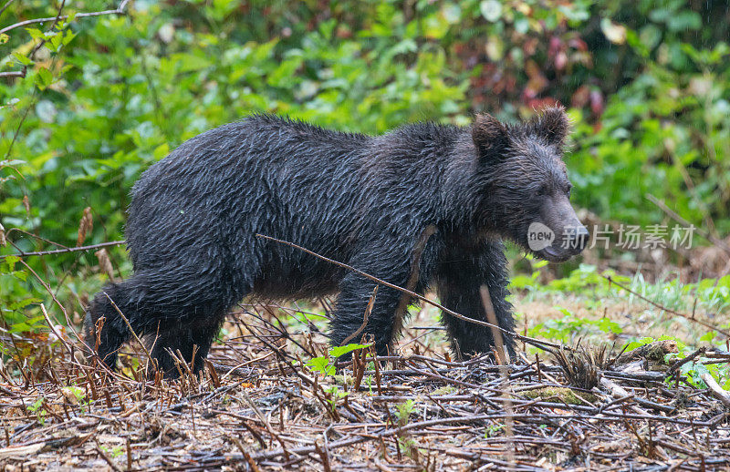非常潮湿的阿拉斯加海岸棕熊接近，因为它走向茂密的森林