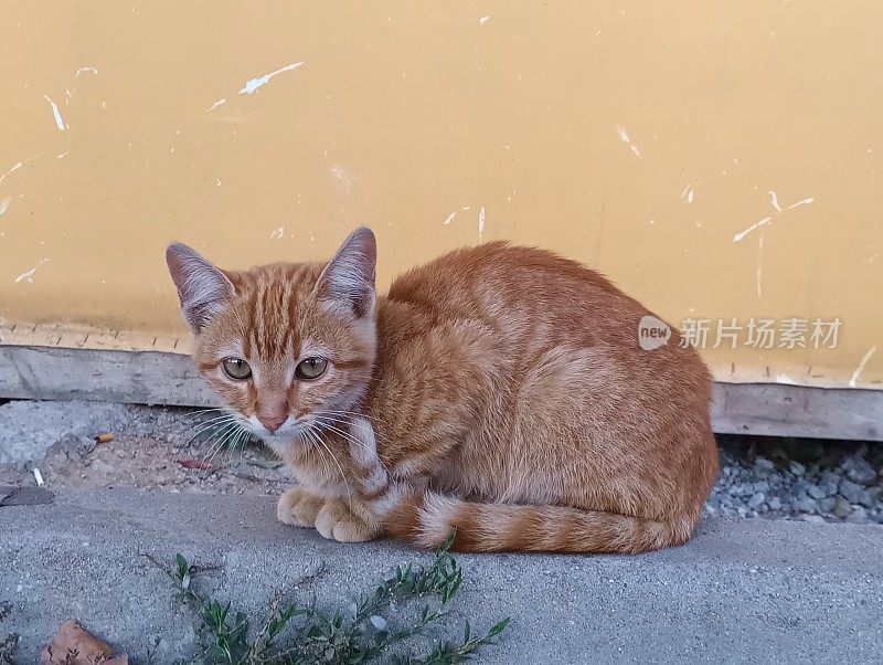 土耳其伊斯坦布尔街头的流浪猫小狗宠物