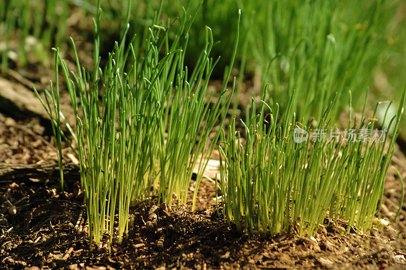 绿草在褐色的土壤里发芽